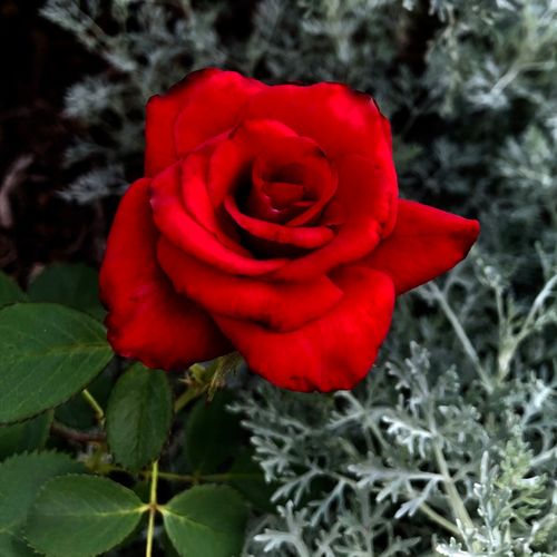 80-100 cm - Róża - Kardinal - 